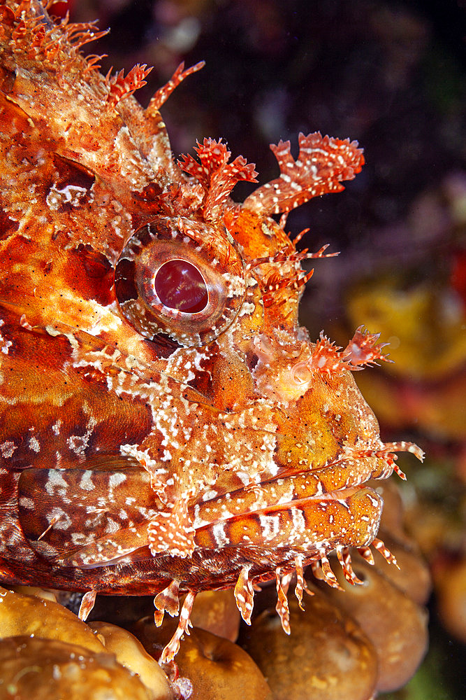 Portrait of Great rockfish, Scorpaena scrofa, Ponza island, Italy, Tyrrhenian Sea, Mediterranean