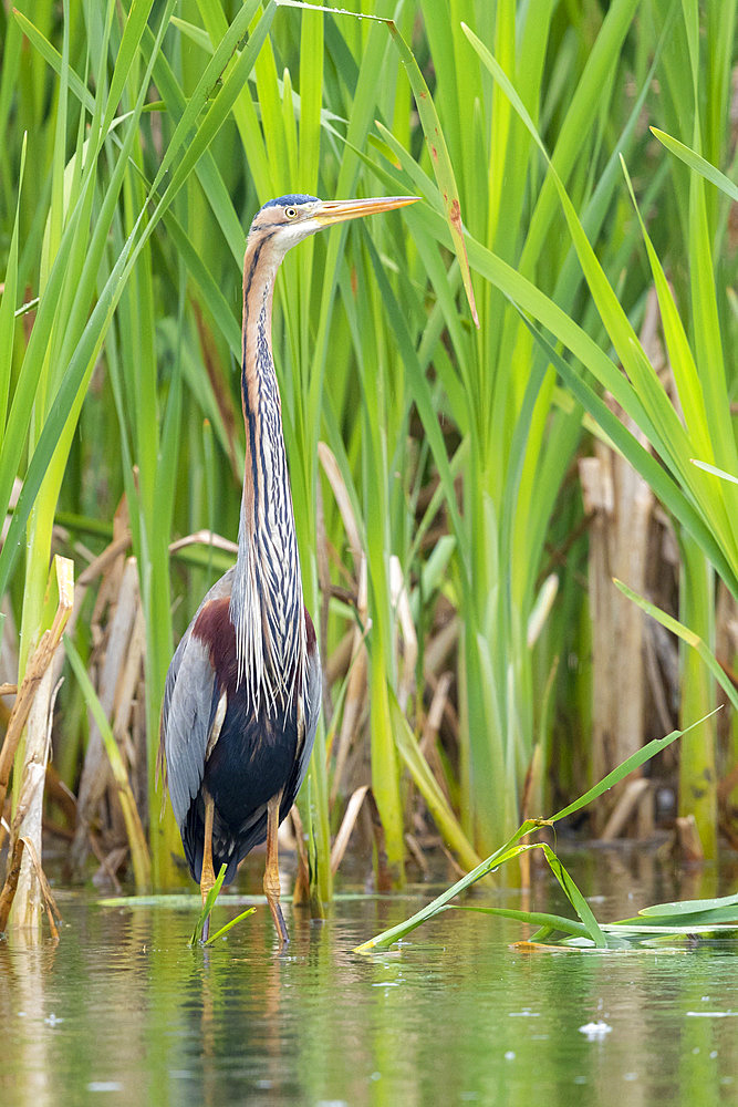 Purple Heron (Ardea purpurea), adult standing in the water, Campania, Italy