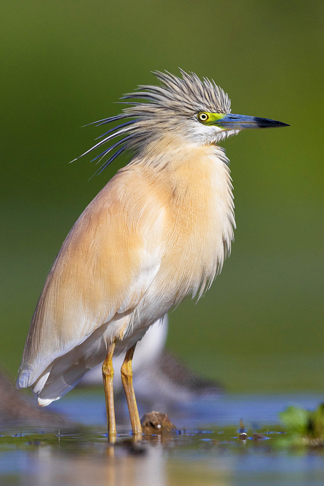 Squacco Heron (Ardeola ralloides), Adult standing in the water, Campania, Italy