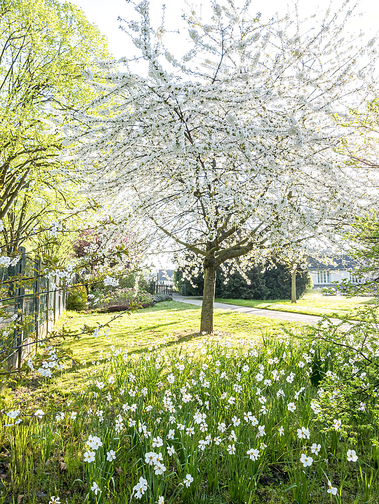 Prunus avium, Narcissus 'Actaea', Ecole du Breuil, Paris, France