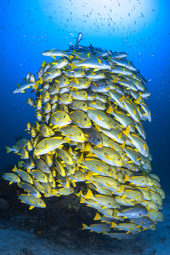 A fish tower. For a moment, the shoal of sweetlips (Plectorhinchus sp) took the form of a tower rising to the surface.