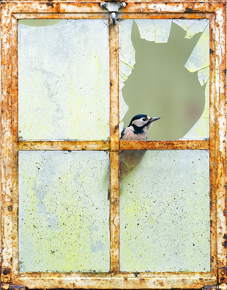 Great spotted woodpecker (Dendrocopos major) perched in an old window, England