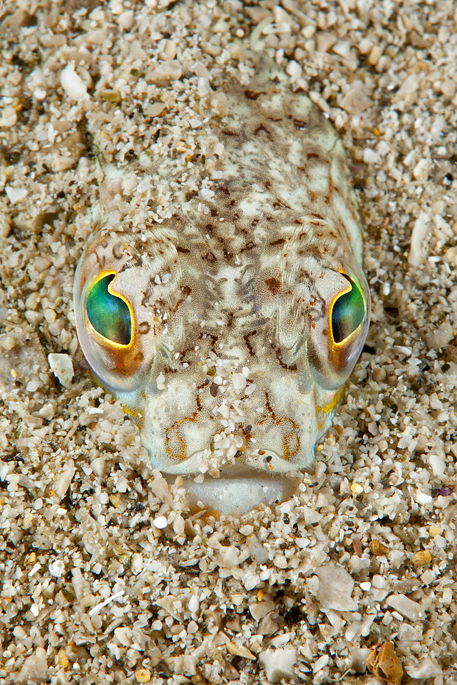 Greater weever, Trachinus draco, Marine Protected area Punta Campanella, Massa Lubrense, Penisola Sorrentina, Costa Amalfitana, Italy, Tyrrhenian Sea, Mediterranean