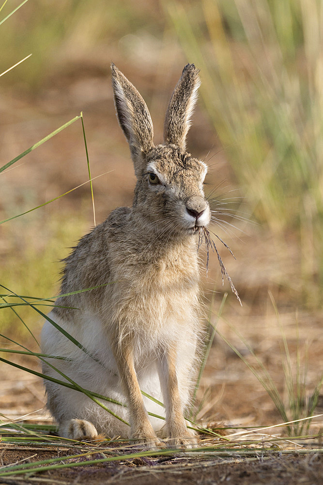 Tolai Hare (Lepus tolai) eating grasses in an oasis in the Galba Gobi Desert, Ulgii Hiit, Mongolia