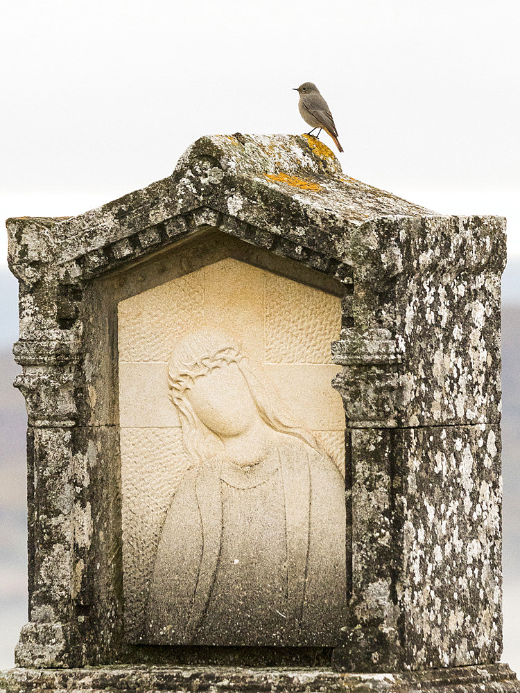 Black Redstart (Phoenicurus ochruros) female posed on a sculpture of the citadel of Forcalquier, Alpes-de-Haute-Provence, France