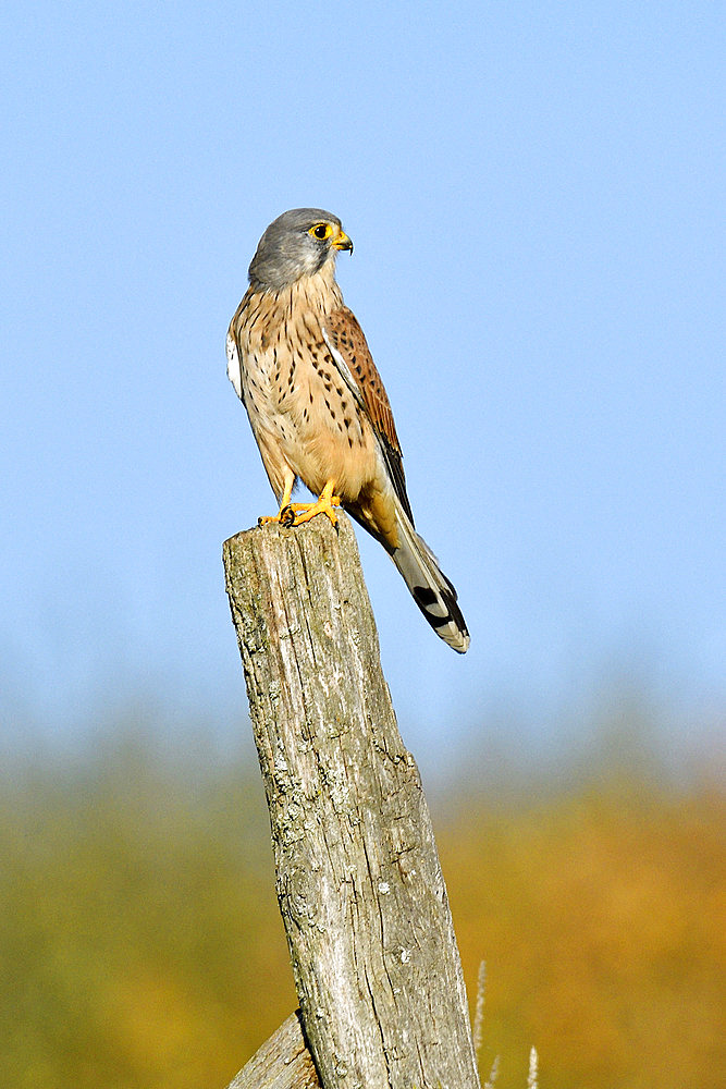 Krestel (Falcon tinnunculus)on a post in grassland, Doubs, France