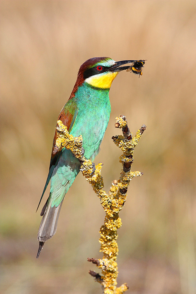 European Bee-eater (Merops apiaster) adult perched with a bumblebee in its beak, June, , South France