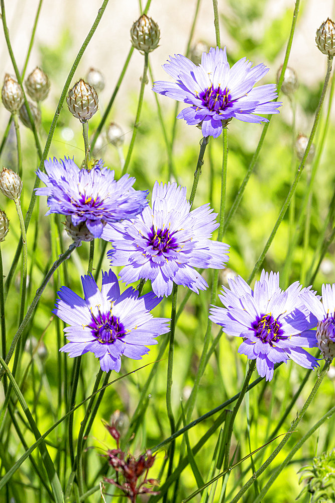 Catananche caerulea 'Major'