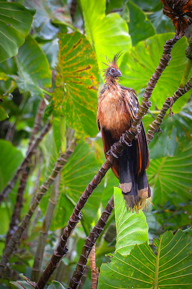 Hoatzin (Opisthocomus hoazin) on a branch, Reserve naturelle des Marais de Kaw, French Guiana