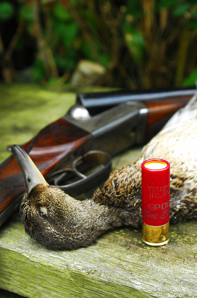 France. Hunting. The European commission has adopted in january 2021 a ban on using lead 100m around any wetland in Europe. So far in France, the ban is only 30m if using new anmunitions with zinc, steel, tungsten and bismuth. Here a teal and a new anmunition with tin.