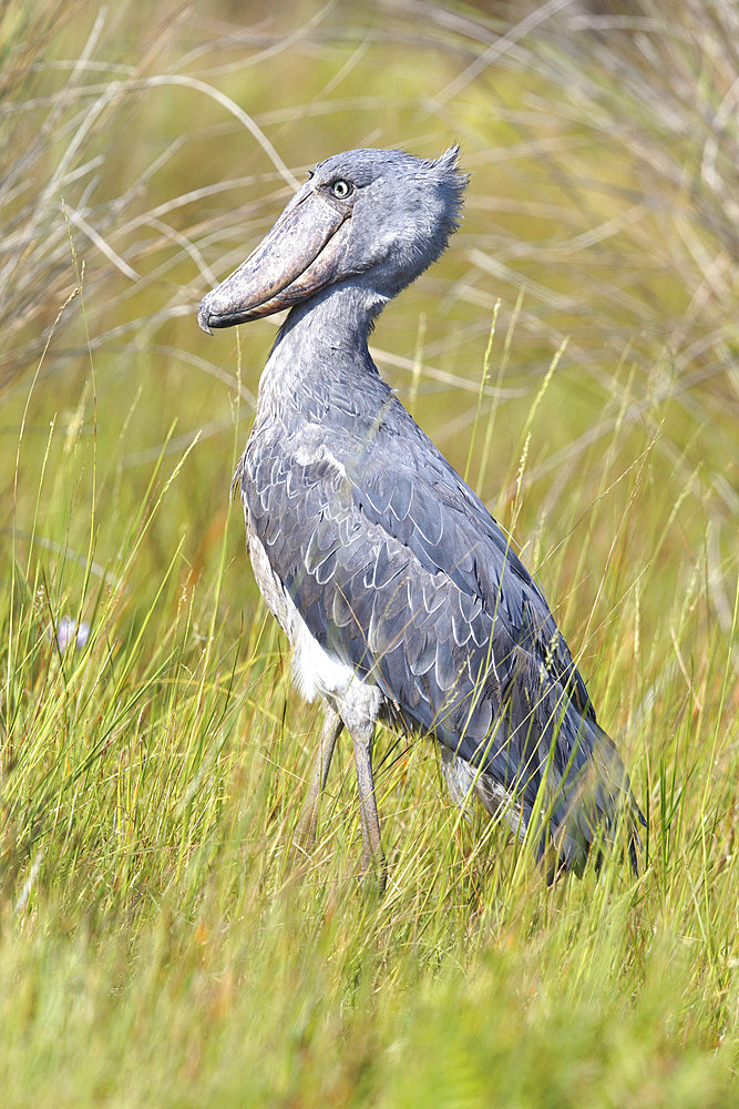 Shoebill (Balaeniceps rex), Mabamba wetland, Uganda