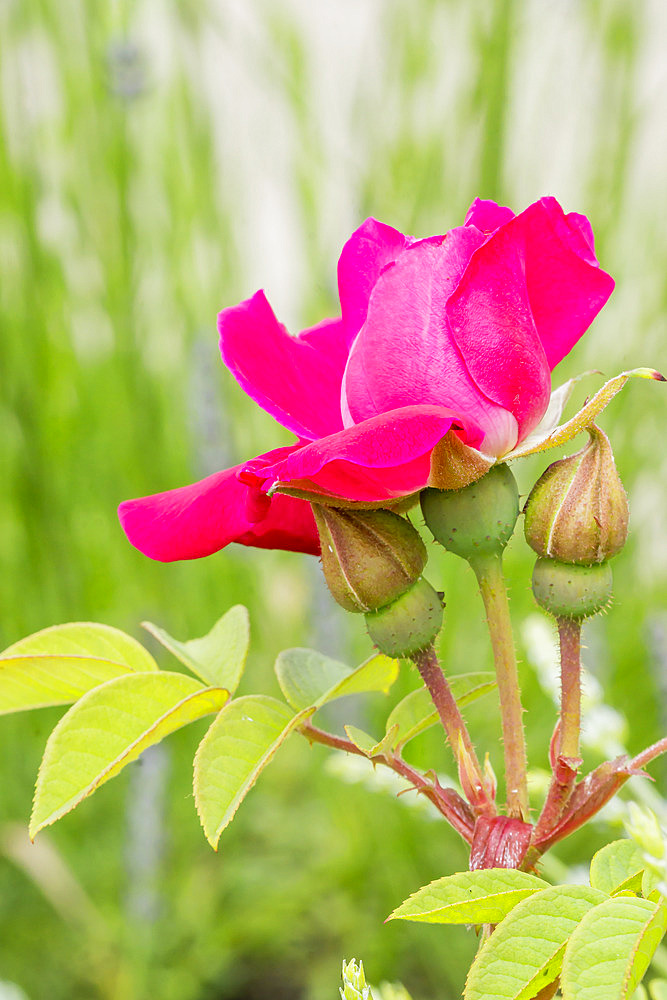 Rosa 'Rose à Parfum de l'Hay' Breeder : Gravereaux (FRA) 1901