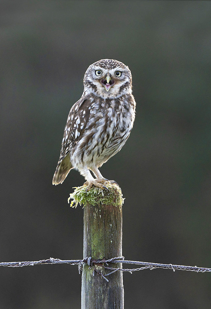 Little owl (Athena noctua) perched on a post and calling, England