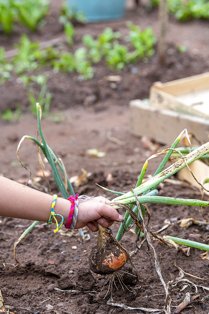 Girl harvesting onions in a vegetable garden in summer, Moselle, France