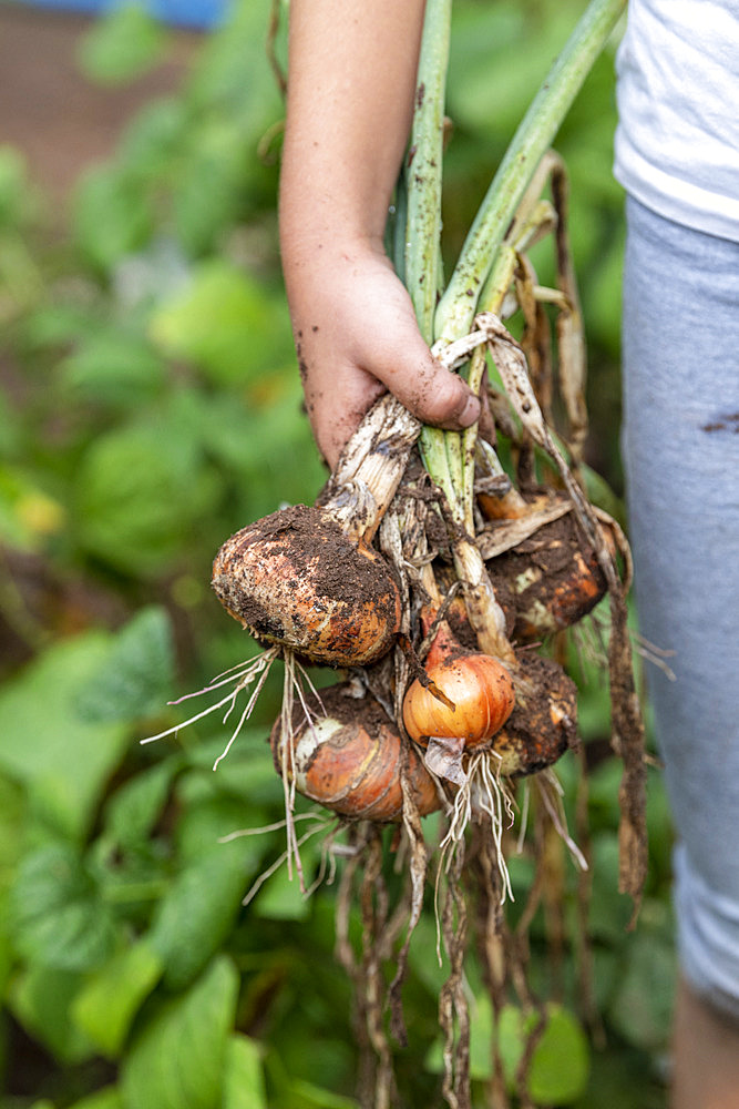 Girl harvesting onions in a vegetable garden in summer, Moselle, France