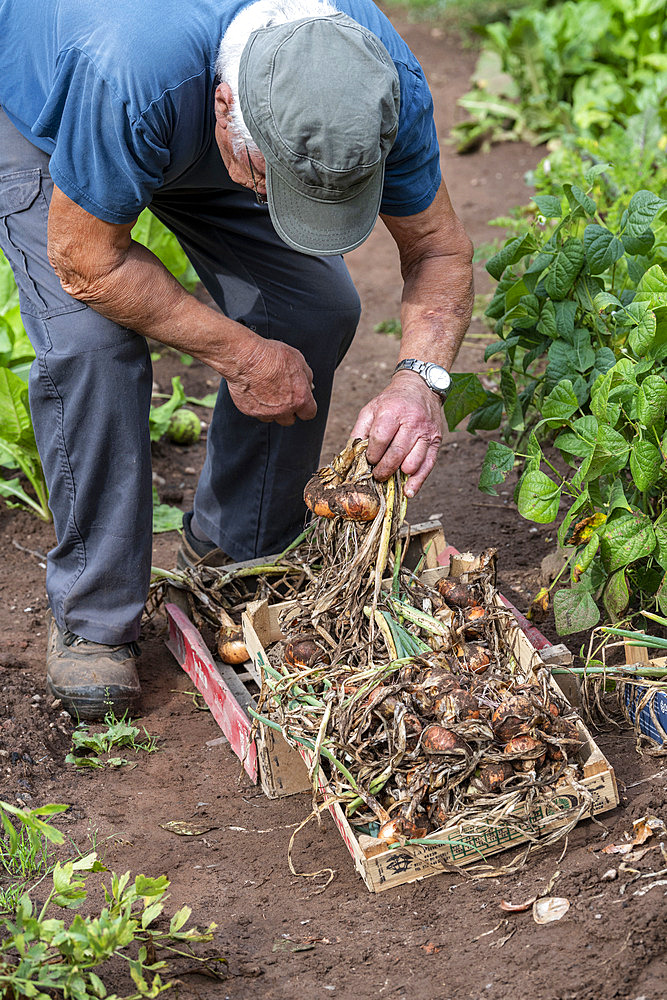 Harvest onions in a vegetable garden in summer, Moselle, France