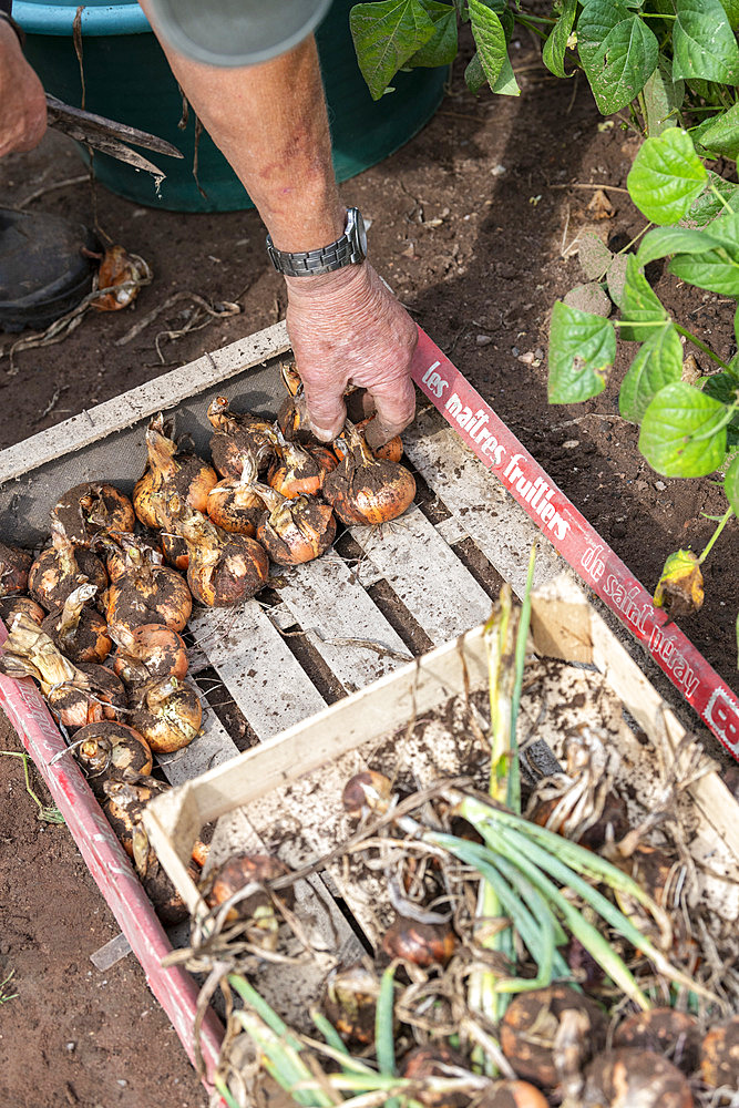 Harvest onions in a vegetable garden in summer, Moselle, France