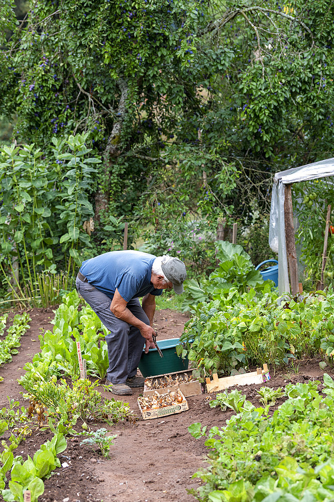 Harvest onions in a vegetable garden in summer, Moselle, France