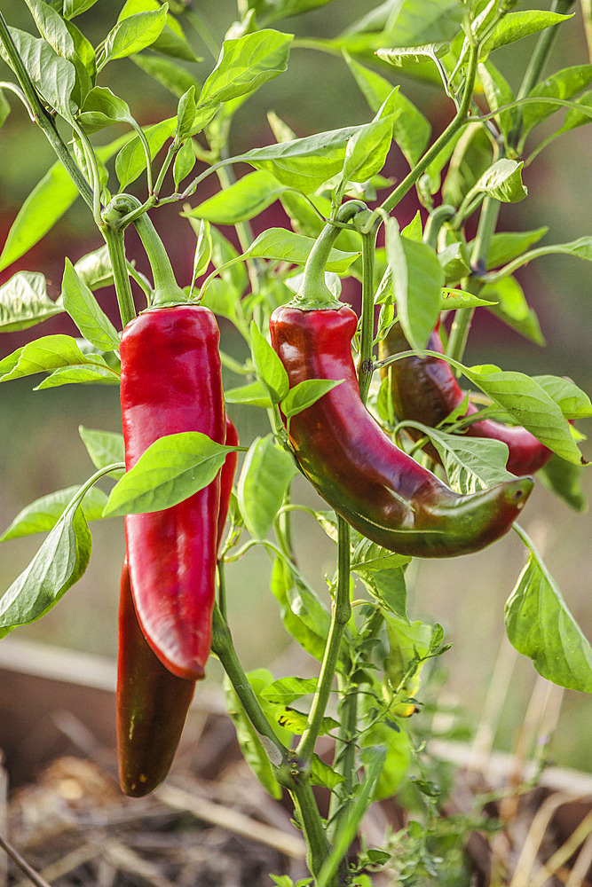 Lipari F1' pepper, improved 'Bull Horn' variety.