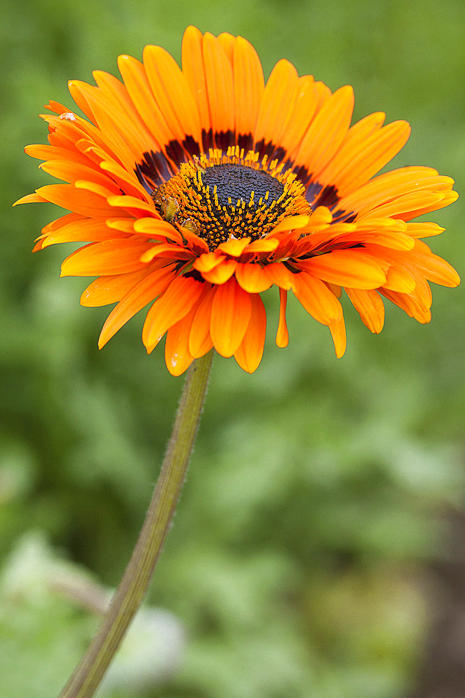 Monarch-of-the-veld (Venidium fastuosum) in flower. A species grown as an annual, flowering all summer long and reminiscent of a gerbera.