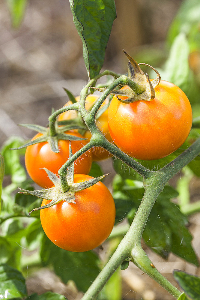 'Ida Gold' tomato. Orange tomato, 60 g, early.