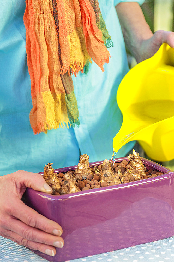 Step-by-step preparation of a forced narcissus planter. Watering of the bulbs.