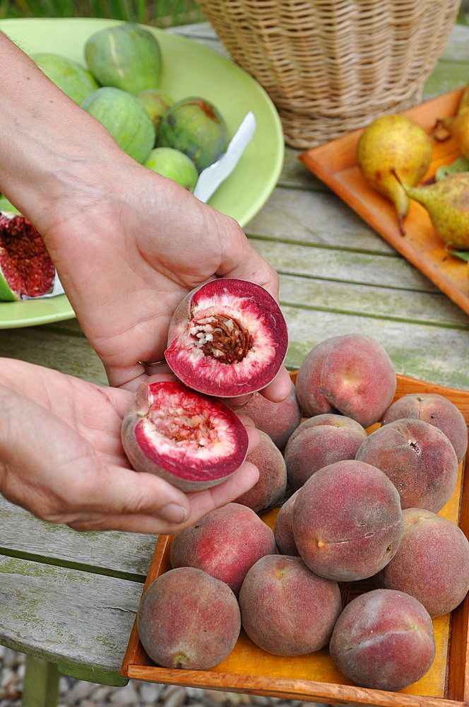 Harvesting the orchard