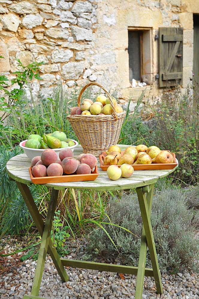 Harvesting the orchard