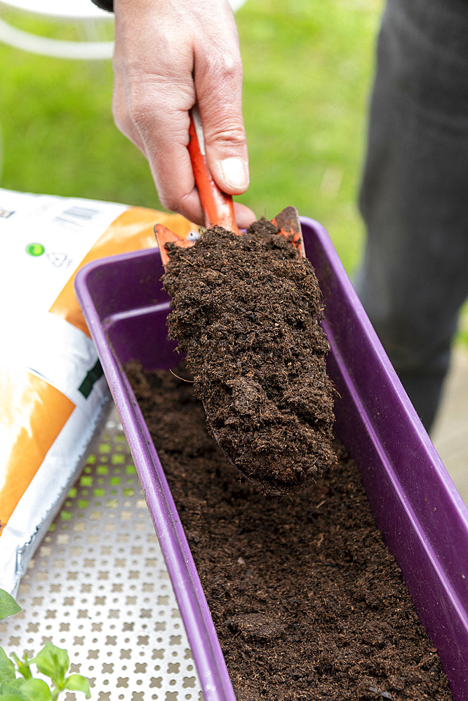 Planting Cape Daisy (Osteospermum sp) and Carnation (Dianthus sp) in a window box in spring