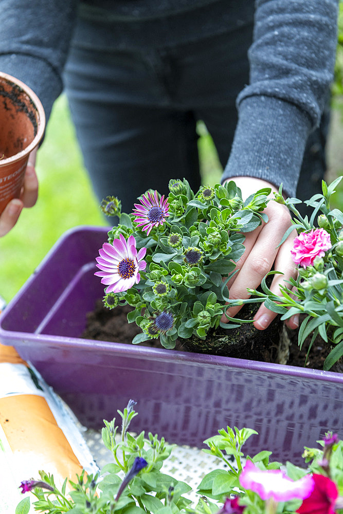 Planting Cape Daisy (Osteospermum sp) and Carnation (Dianthus sp) in a window box in spring