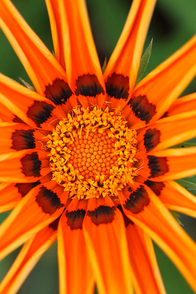 Gazania (Gazania rigens) flower, Gers, France