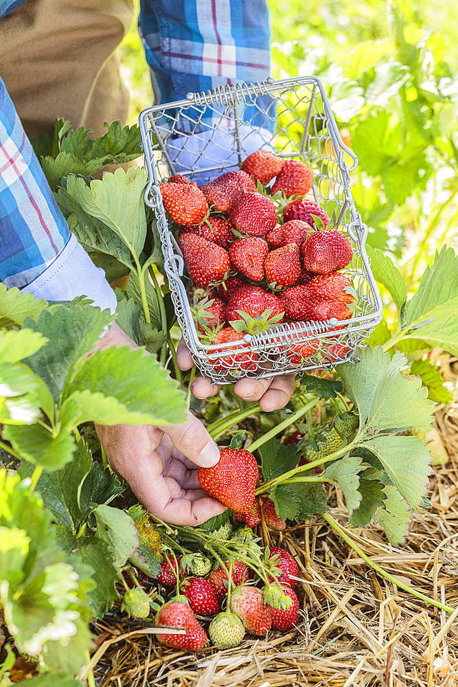 Man harvesting strawberries in a vegetable garden.