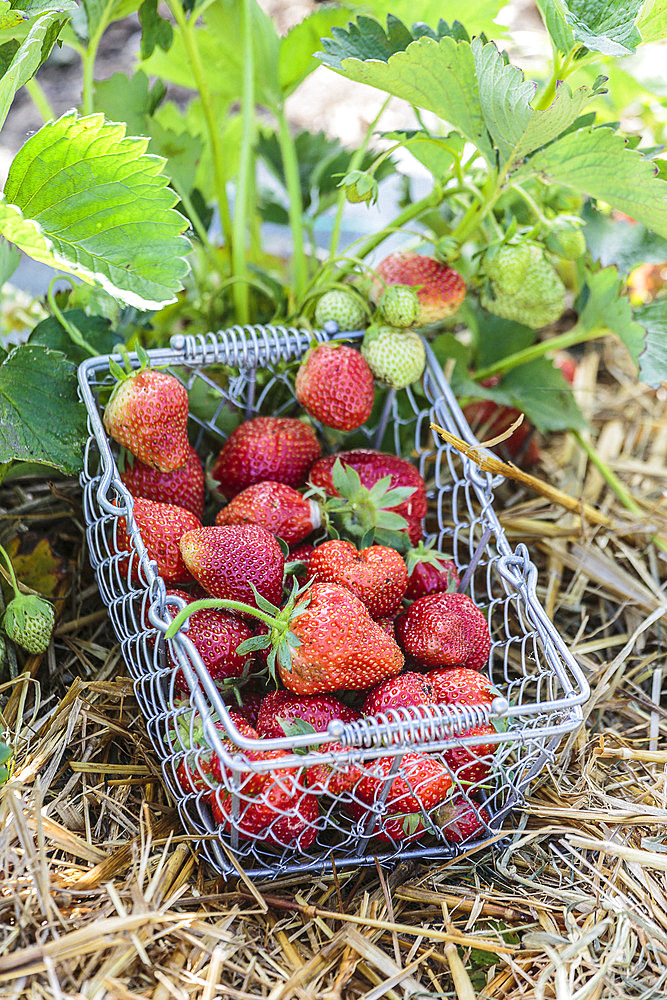 Strawberry harvest atmosphere in the garden.