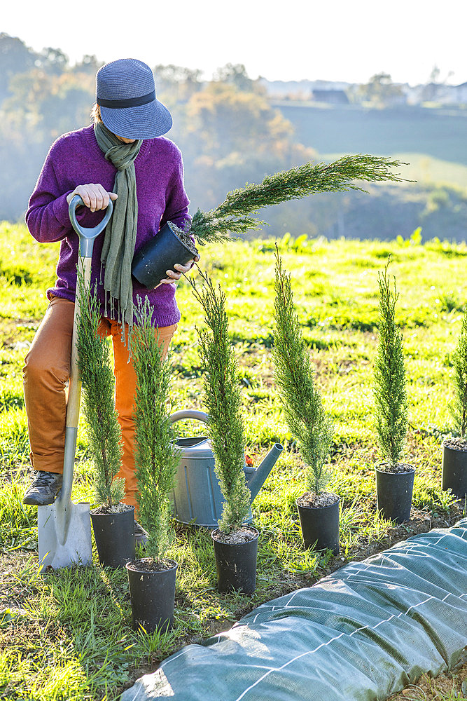 Planting a conifer hedge. Planting an Italian cypress 'Stricta'.