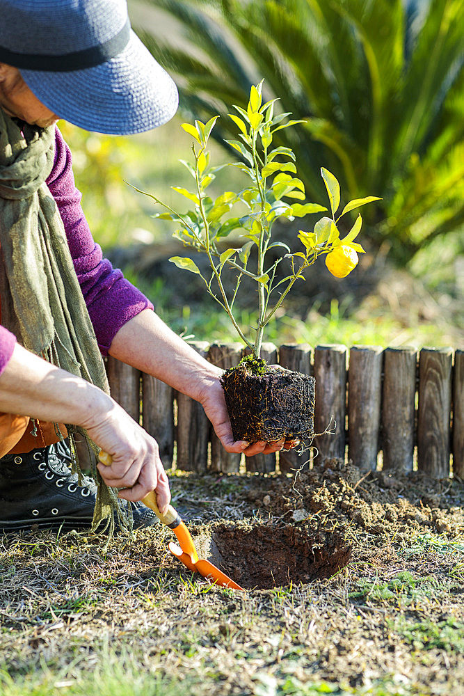 Woman planting a citrus fruit in the ground. Planting a young yuzu.