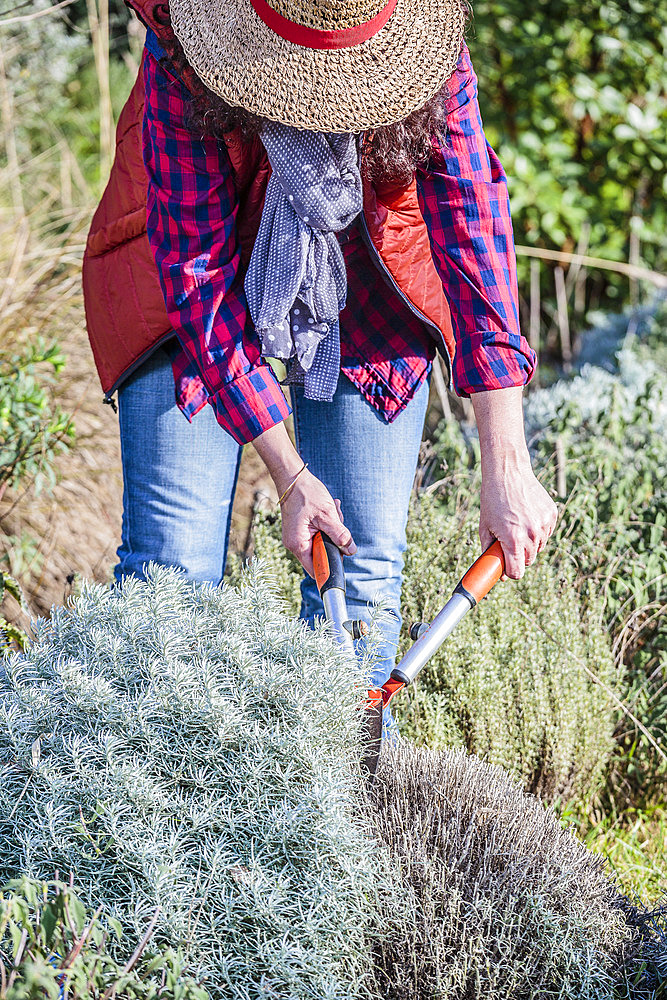 Woman pruning a helichrysum (curry plant) in winter.