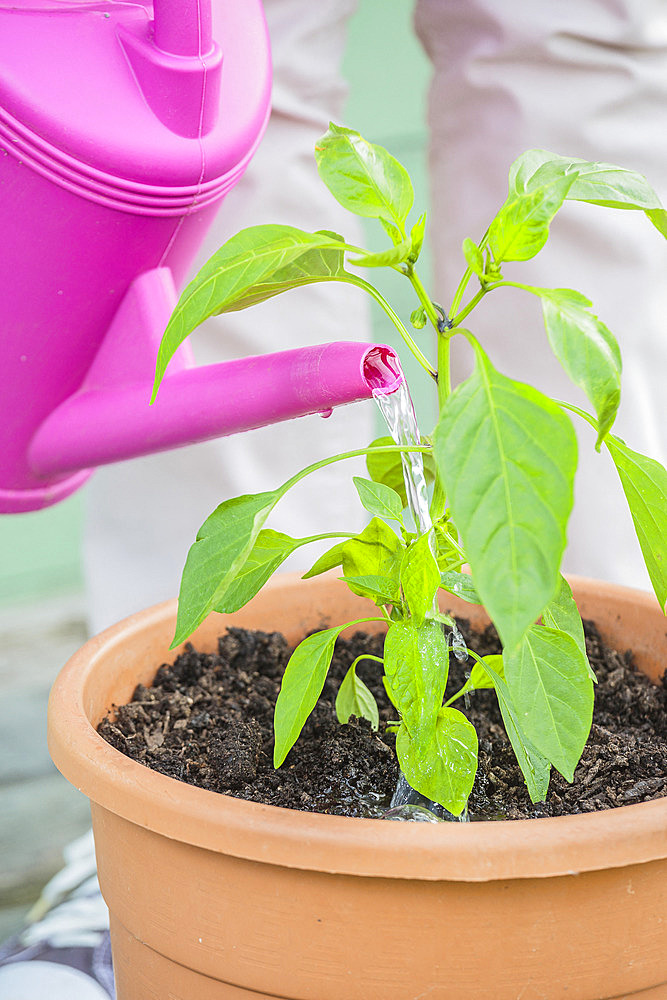 Woman planting a chili plant in a pot: watering after setting up.