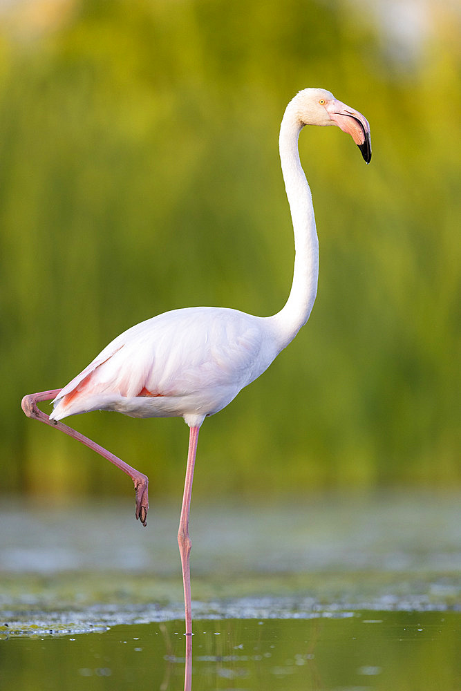 Greater Flamingo (Phoenicopterus roseus), side view of an adult standing in a swamp, Campania, Italy