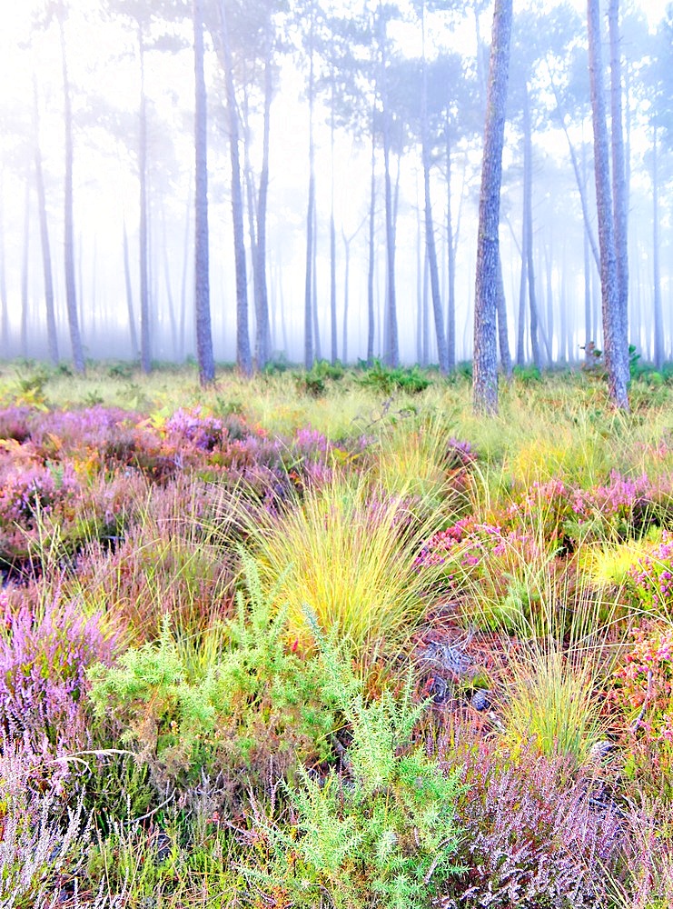 Typical Landes forest, Landes de Gascogne NP, ferns, maritime pines, heather, autumn, Lit-et-Mixe, Landes, France