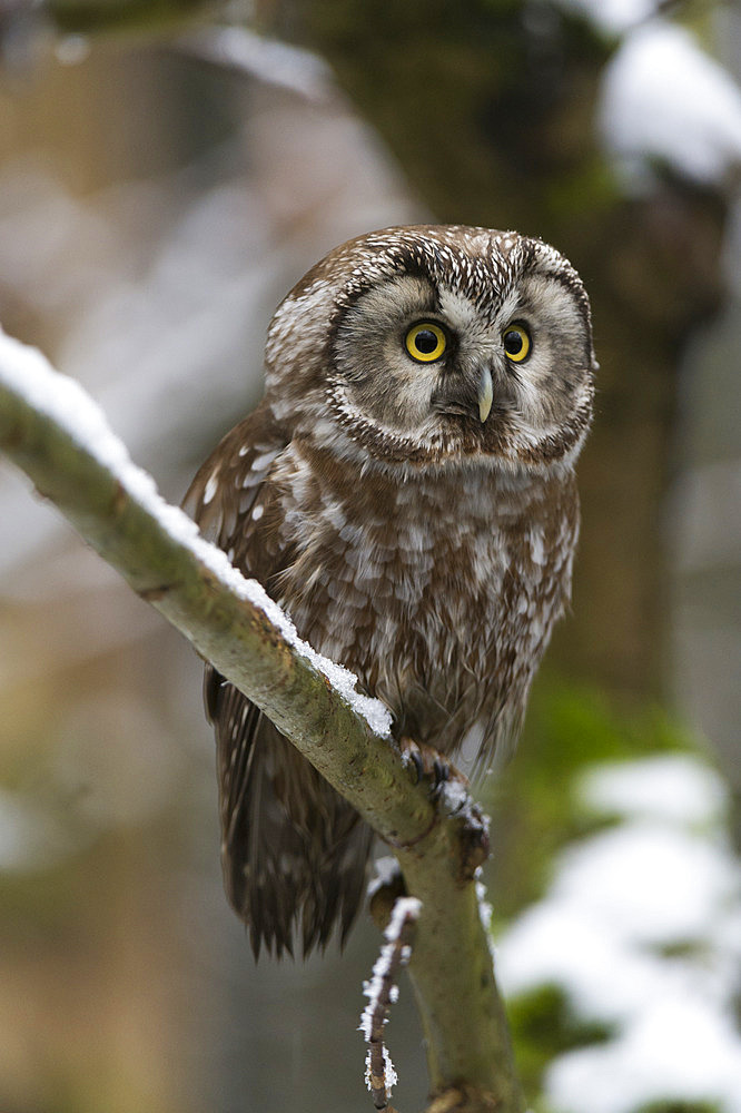 A boreal owl, Aegolius funereus, perching on a tree branch. Bayerischer Wald National Park, Bavaria, Germany.