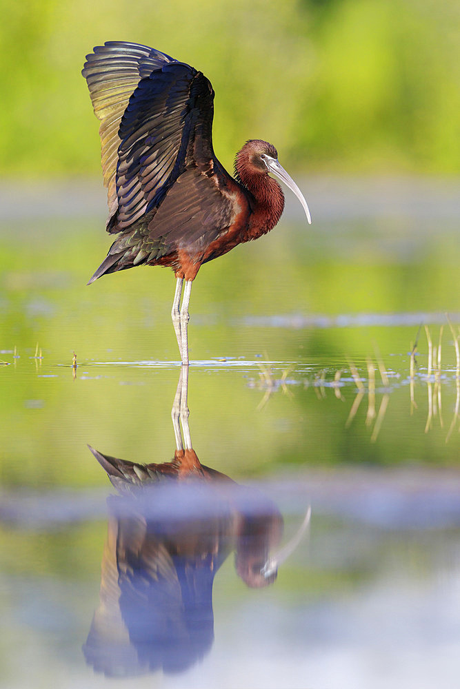 Glossy Ibis (Plegadis falcinellus), side view of an adult spreading its wings, Campania, Italy