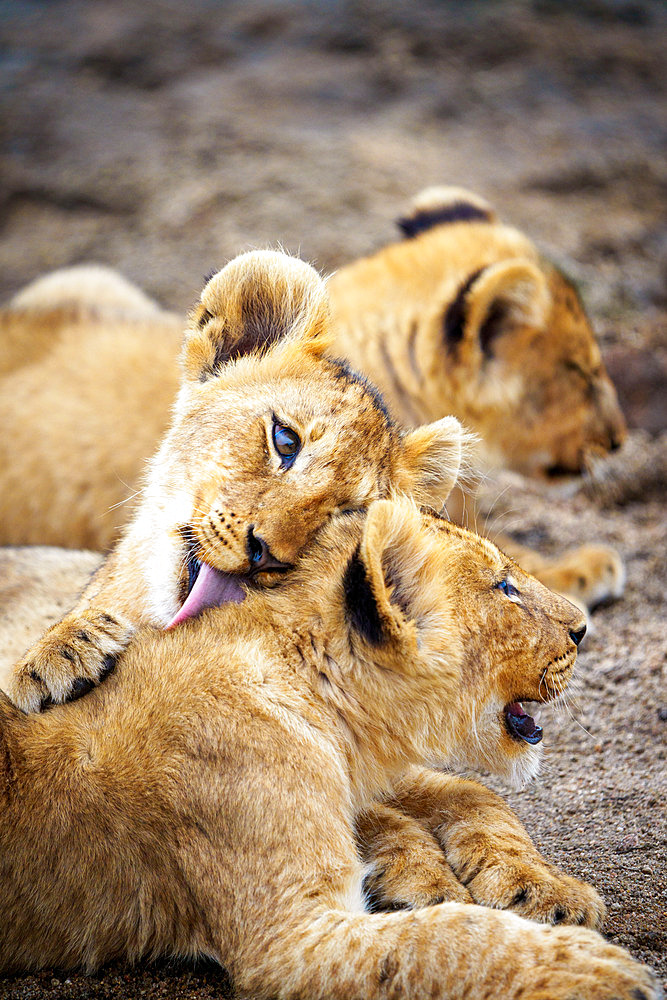 Lion (Panthera leo) cubs grooming each other. Mpumalanga. South Africa.