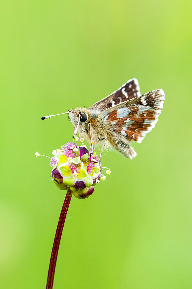 Red Underwing Skipper (Spialia sertorius) on flower, Ardeche, France