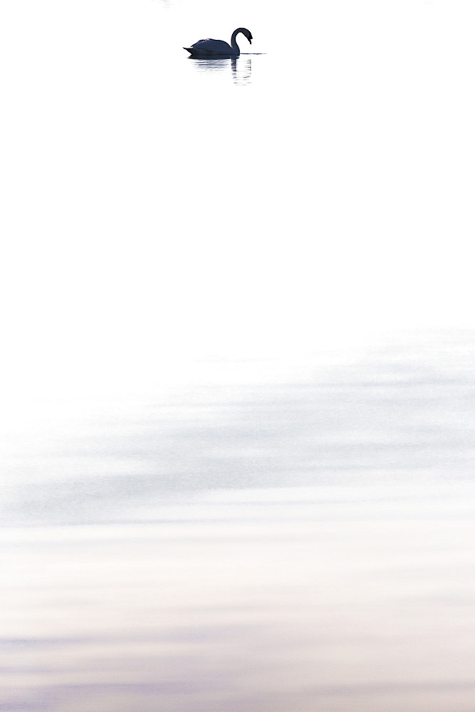 Mute Swan (Cygnus olor) on the water, Camargue, France