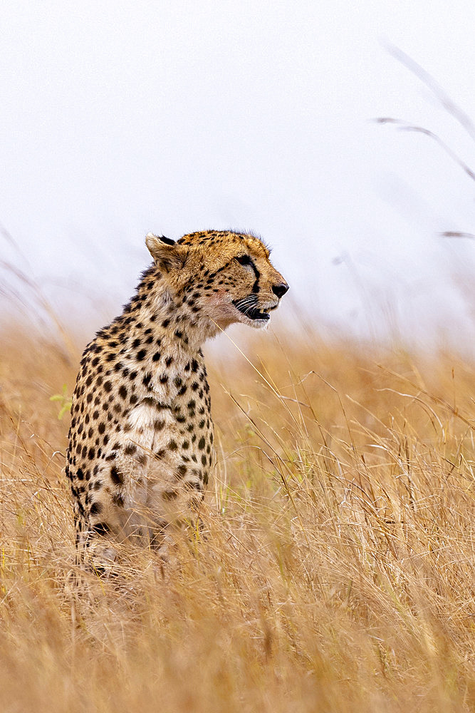 Cheetah (Acinonyx jubatus), adult female walking in the savannah, Masai Mara National Reserve, National Park, Kenya, East Africa