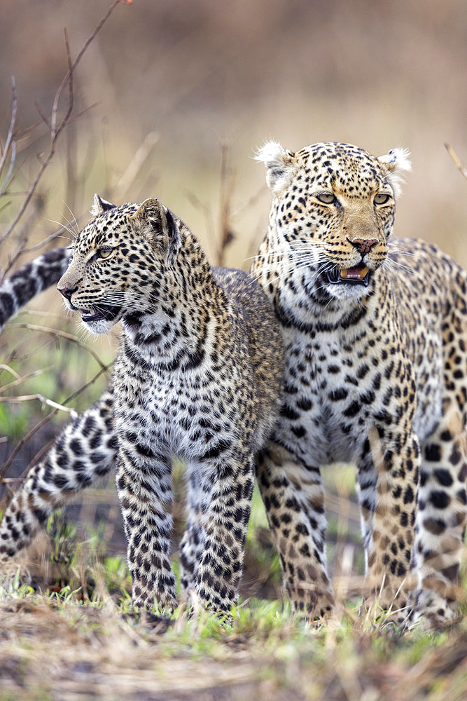 Leopard (Panthera pardus pardus), with young, Masai Mara National Reserve, National Park, Kenya