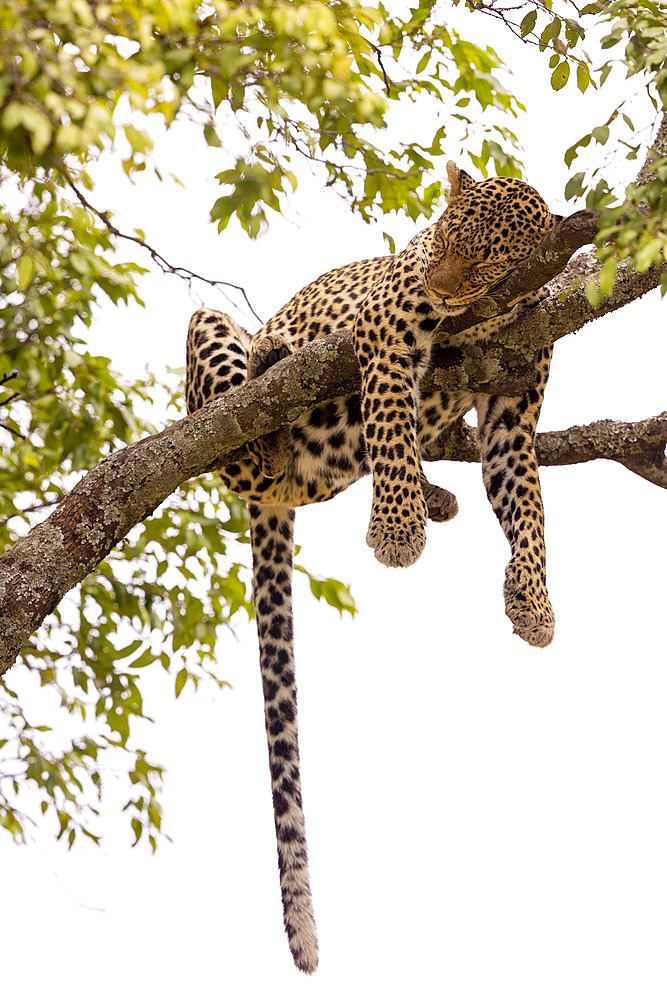 Leopard (Panthera pardus pardus), in a tree where its prey is, Masai Mara National Reserve, National Park, Kenya