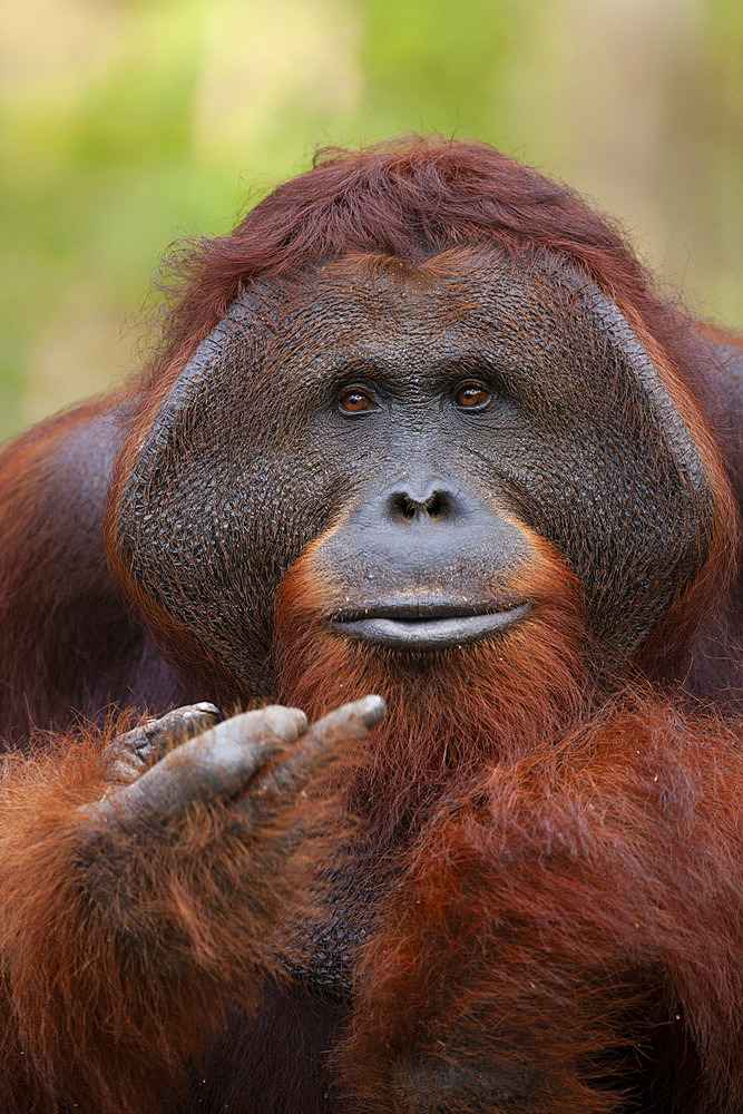 Bornean Orangutan (Pongo pygmaeus pygmaeus) male, Central Kalimantan, Indonesia