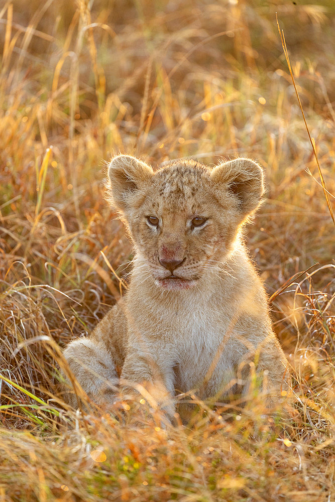 Lion (Panthera leo) cub in savanna, Masai Mara National Reserve, National Park, Kenya