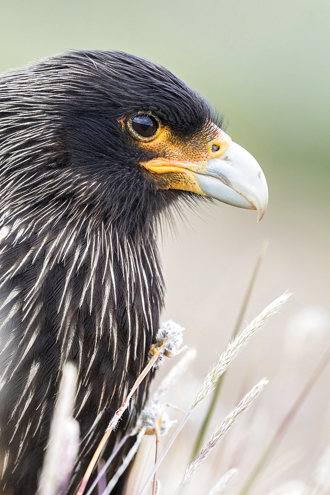 Striated Caracara (Phalcoboenus australis) or Johnny Rook, considered as very intelligent and curious, one of the rarest birds of prey in the world. South America, Falkland Islands, January